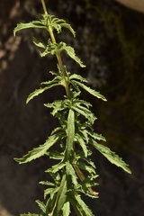 Calceolaria thyrsiflora