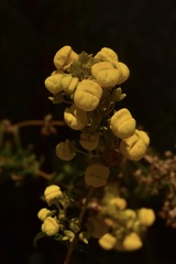 Calceolaria thyrsiflora