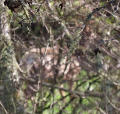 Cervus canadensis nannodes