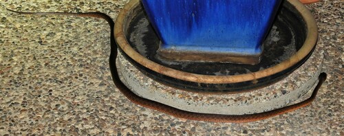 Brown Tree Snake sighting