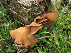 Auricularia delicata group