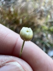 Syngonanthus flavidulus