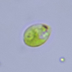 Euglenozoa