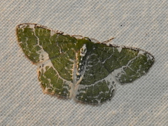 Eucyclodes insperata