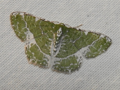 Eucyclodes insperata