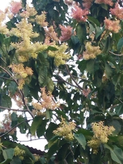 Triplaris americana