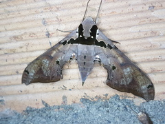 Adhemarius gannascus