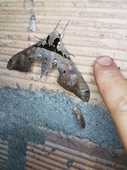 Adhemarius gannascus