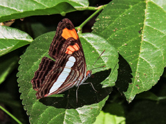 Adelpha iphicleola iphicleola