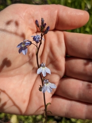 Lobelia homophylla