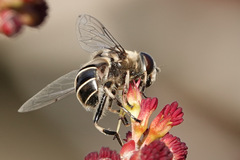 Eristalis dimidiata