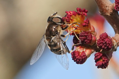 Eristalis dimidiata