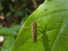 Coreoidea
