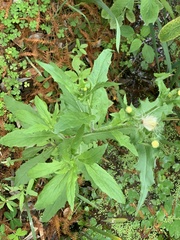 Erechtites hieraciifolius cacaloides