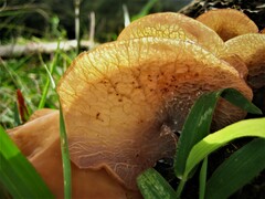 Auricularia delicata group