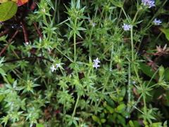 Sherardia arvensis