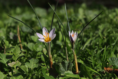 Crocus biflorus