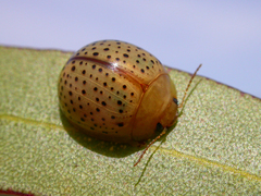 Paropsisterna madida