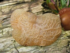 Auricularia delicata group