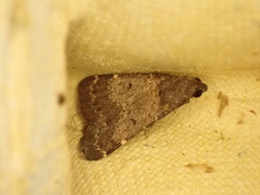 Hydrillodes lentalis