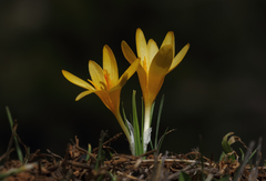 Crocus chrysanthus