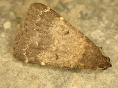 Hydrillodes lentalis