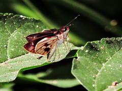 Vettius fantasos