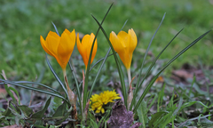 Crocus flavus