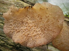 Auricularia delicata group