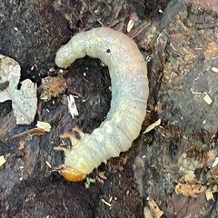 Lucanidae