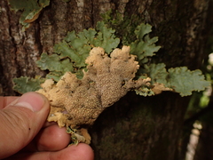 Yarrumia colensoi