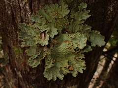 Yarrumia colensoi
