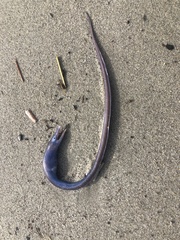 Facciolella equatorialis