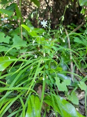 Arthropodium candidum