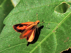 Zariaspes mythecus