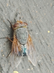 Calliphora dubia