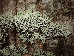 Menegazzia