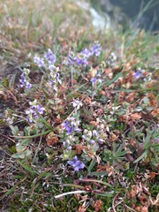 Veronica pimeleoides pimeleoides