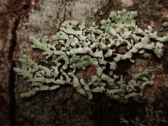 Menegazzia