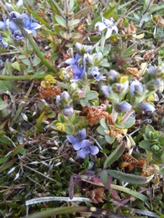 Veronica pimeleoides pimeleoides