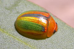 Paropsisterna