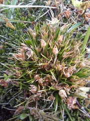 Colobanthus strictus