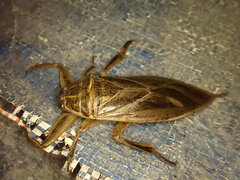 Lethocerus patruelis