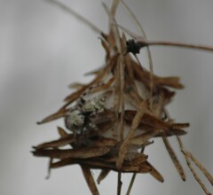 Phidippus carolinensis