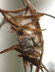 Phidippus carolinensis