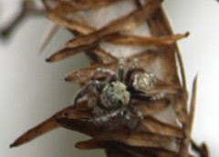 Phidippus carolinensis