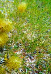 Zostera