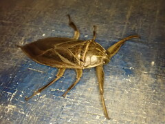 Lethocerus patruelis