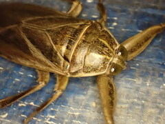 Lethocerus patruelis