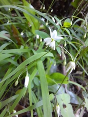 Arthropodium candidum